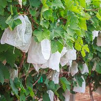 Protective Bags for Ripening Fruit